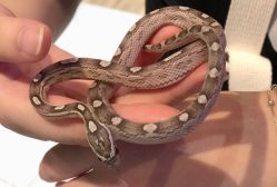 -Moni星球萌宠·小马宝莉·灵蛇·高端高阶全萌宠互动体验俱乐部(红豆国际广场店)