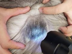 -芭比堂动物医院·犬猫全科·异宠专科(雁塔分院)