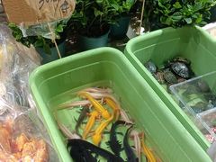 -循礼门鲜花花市(武汉循礼门店)