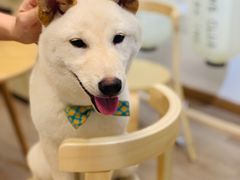 -柴迷FANS CLUB·柴犬狗咖·猫咖