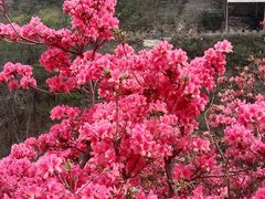 -木兰云雾山