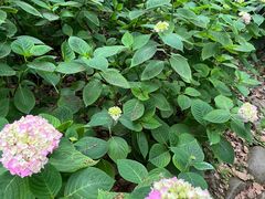 -上海共青森林公园