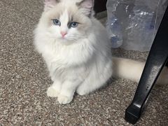 -艾吉宠物医院·疑难杂症转诊中心·猫友好(碧江路院)