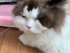 -谐和益家动物医院·免疫绝育·血液透析·宠保定点医院(高新伊藤分院)