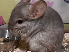 -绿色星球动物主题公园