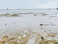 -碧海金沙
