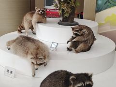 -陕西自然博物馆