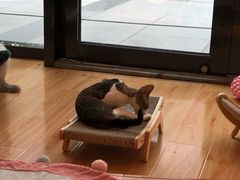 -momokira米努特·德文卷毛猫·棉花面纱犬