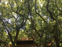 -普陀山风景名胜区-法雨禅寺