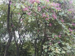 -火炉山森林公园