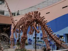 -陕西自然博物馆