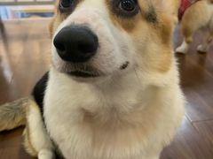 -柯斗斗主题餐厅·狗咖·围炉煮茶·茶饮(国瑞升平里店)