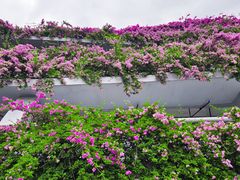 -深圳仙湖植物园