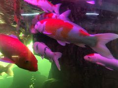 -泉州海丝野生动物世界