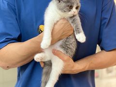 -lincat·猫舍(广州店)
