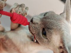 -琪喵猫屋·撸猫猫咖·猫舍
