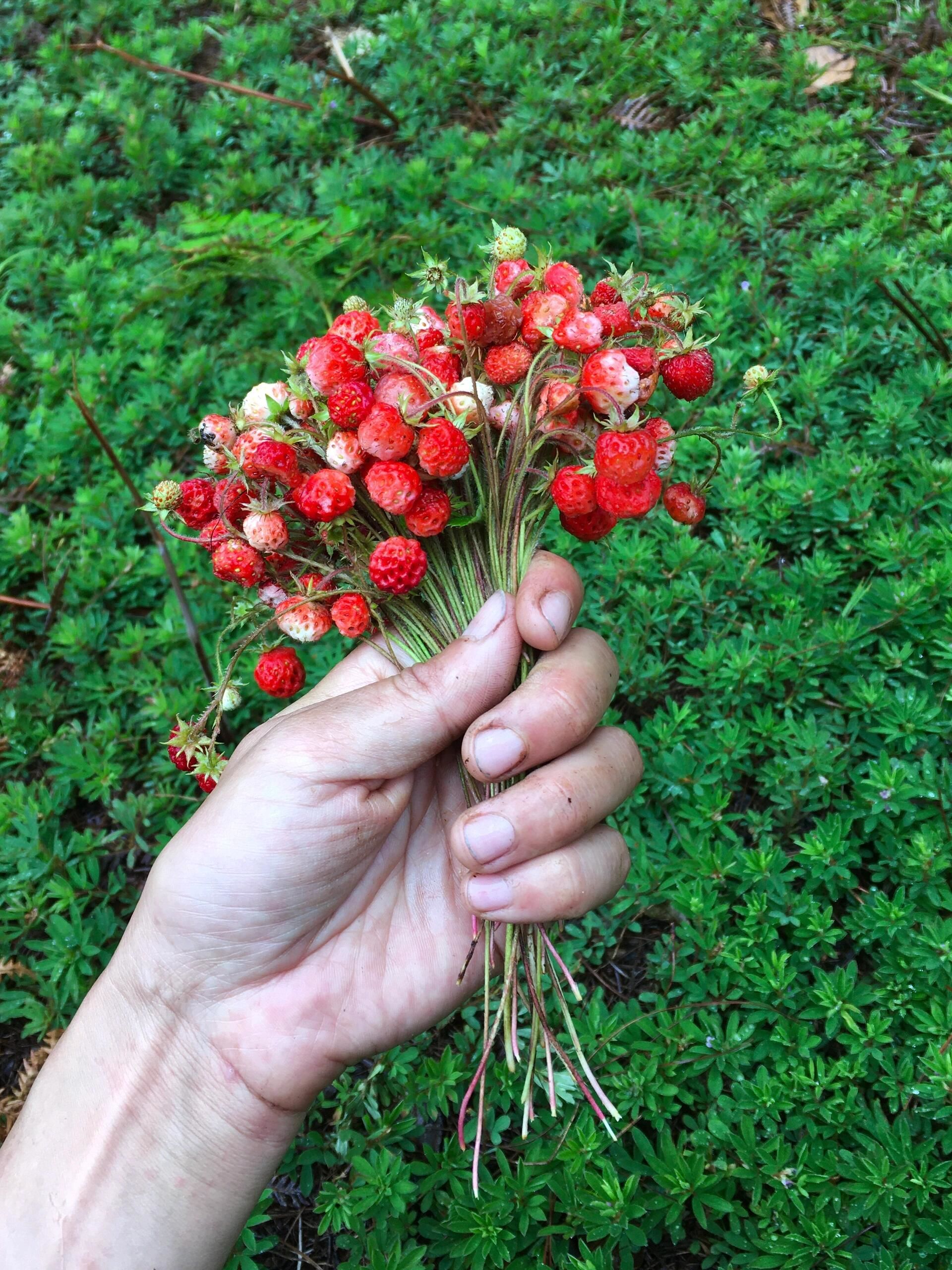 采蘑菇竟遇野草莓,这样的惊喜你敢信?