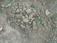 -瑞鹏宠物医院·爱宠堂·骨外专科(西荷分院)