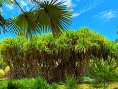 -中国科学院西双版纳热带植物园
