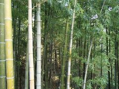 -罗田天堂寨风景区