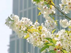 -上海辰山植物园