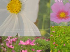 不二法门旁边的花丛-三亚南山文化旅游区