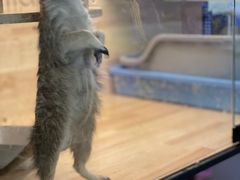 -平行世界·猫咖(首经贸店)