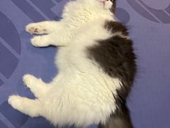 -创凡宠物医院·骨专科  猫科中心(西乡分院)