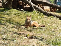 -大连森林动物园