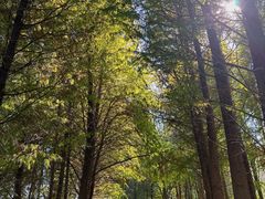 -溱湖国家湿地公园