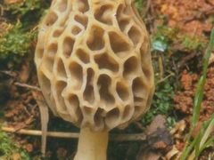 -易门野生菌府·菌海森林(月牙潭公园店)