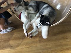 -Husky Go! 哈士奇体验馆·宠物咖啡厅狗咖
