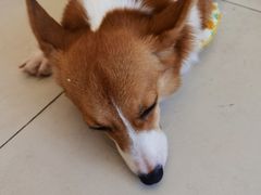 -怪兽屋·羊驼·猫咖·狗咖(俊华广场店)