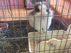 -藦茜花园宠物主题亲子互动体验馆(国顺东路店)