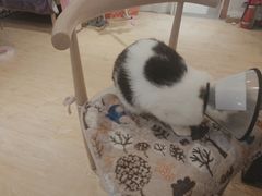 -万小咖.猫咖(中山路天虹店)