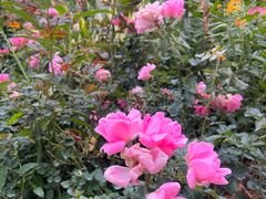 -人民公园(罗湖区)