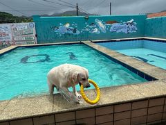 -趣玩宠物乐园寄养训犬训狗游泳池