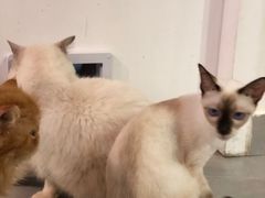 -Heymao猫咖.咖啡厅(东门店)