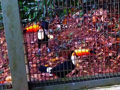 -新加坡飞禽公园