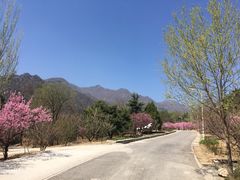 -北京鹫峰国家森林公园