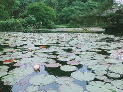 -杭州植物园