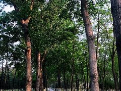 -大兴滨河森林公园