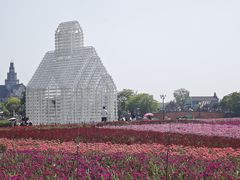 -荷兰花海