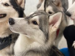-Husky Go!哈士奇体验馆·宠物咖啡厅狗咖