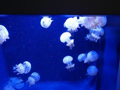 -西雅图水族馆