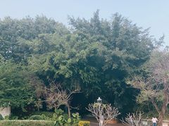 -金鸡山公园