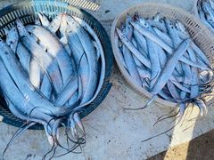 -青岛沙子口国家中心渔港