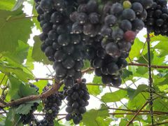 -武汉世外桃源农庄