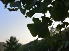 -千年银杏谷文化旅游区