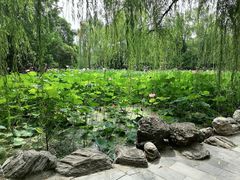 -莲湖公园